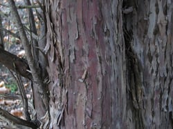 Photo 5 of Taxus cuspidata