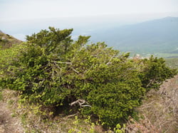 Photo 8 of Taxus cuspidata