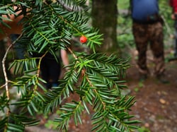 Photo 6 of Taxus cuspidata