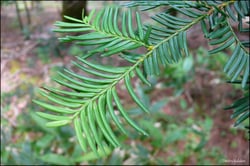 Photo 4 of Taxus cuspidata