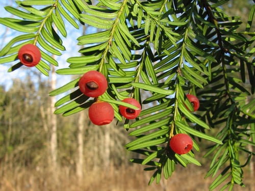 Photo 1 of Taxus cuspidata