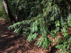 Photo 3 of Taxus spp.