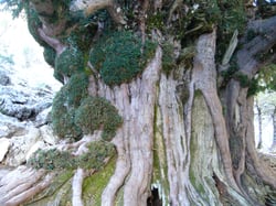 Photo 4 of Taxus spp.