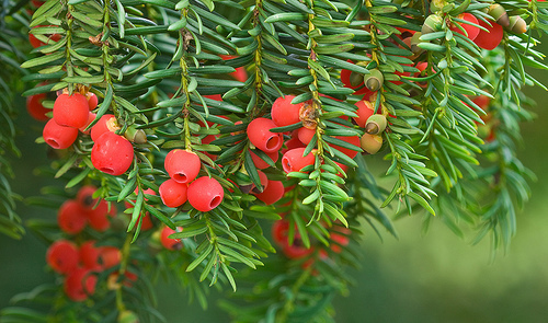 Photo 1 of Taxus spp.