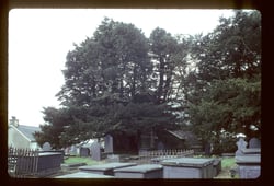Photo 7 of Taxus spp.