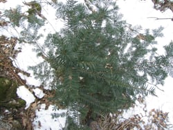 Photo 5 of Taxus spp.
