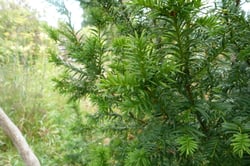 Photo 6 of Taxus spp.