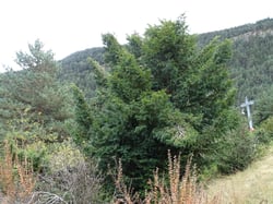 Photo 2 of Taxus spp.