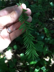 Photo 8 of Taxus spp.