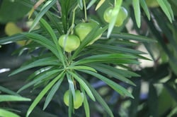 Photo 4 of Thevetia peruviana