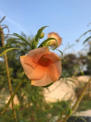 Photo 3 of Thevetia peruviana