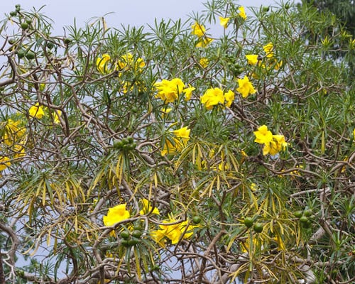 Photo 1 of Thevetia peruviana