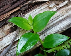 Photo 5 of Tradescantia fluminensis