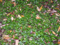 Photo 3 of Tradescantia fluminensis