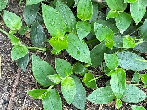 Photo 1 of Tradescantia fluminensis
