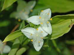 Photo 2 of Tradescantia fluminensis