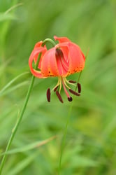 Photo 10 of Tulipa spp.