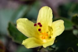 Photo 17 of Tulipa spp.