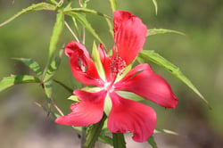 Photo 16 of Tulipa spp.