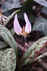 Photo 12 of Tulipa spp.
