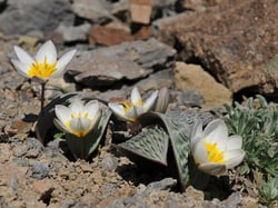 Photo 6 of Tulipa spp.