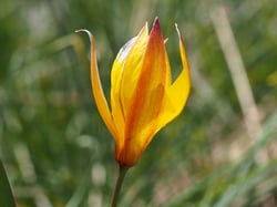Photo 4 of Tulipa spp.