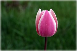 Photo 5 of Tulipa spp.