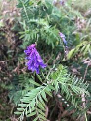 Photo 8 of Vicia spp.