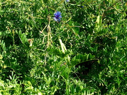 Photo 7 of Vicia spp.