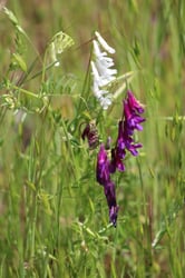 Photo 3 of Vicia spp.