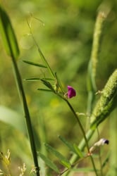 Photo 5 of Vicia spp.