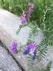 Photo 9 of Vicia spp.