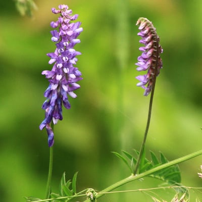 Photo 1 of Vicia spp.