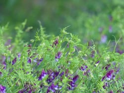 Photo 2 of Vicia spp.