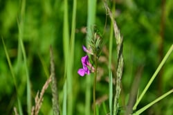 Photo 4 of Vicia spp.