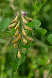 Photo 6 of Vicia spp.