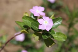 Photo 6 of Vinca rosea