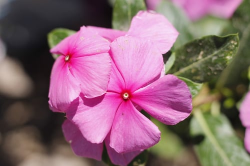 Photo 1 of Vinca rosea