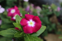 Photo 5 of Vinca rosea