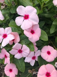 Photo 3 of Vinca rosea