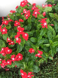 Photo 2 of Vinca rosea