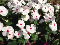 Photo 4 of Vinca rosea