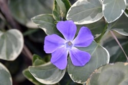 Photo 8 of Vinca spp.