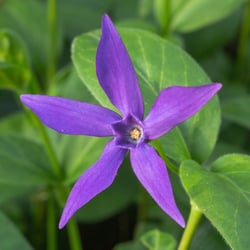 Photo 6 of Vinca spp.