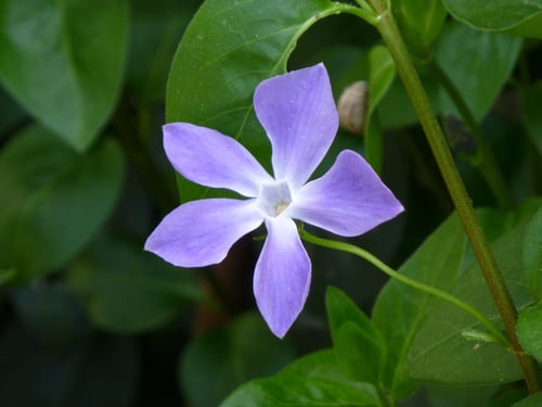 Photo 1 of Vinca spp.