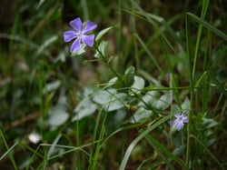 Photo 5 of Vinca spp.