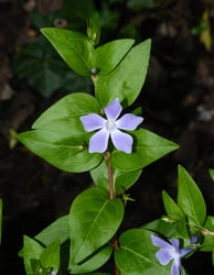 Photo 3 of Vinca spp.