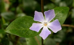 Photo 9 of Vinca spp.