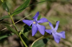 Photo 7 of Vinca spp.