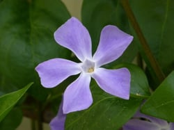 Photo 4 of Vinca spp.